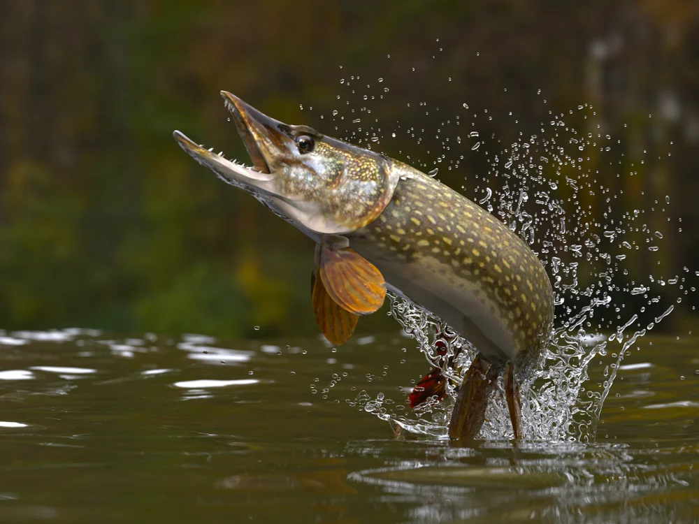 Go to pike.html